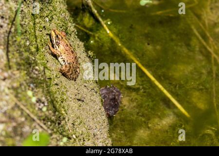 Pelophylax perezi, Iberian water frog Stock Photo