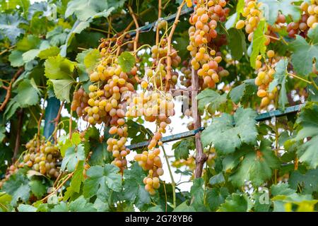 Green grape with leaves harvest. Ripe green Grape fruit harvest in nature for food and vine in autumn. Green Muscat Grape barriers growing on wine in Stock Photo