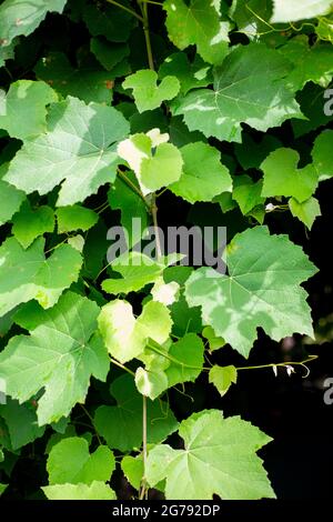 Grape leaves on a dark background. Grape vine in the garden. Stock Photo