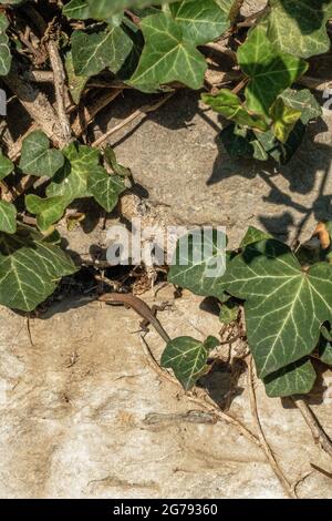 Europe, Germany, Baden-Wuerttemberg, Stuttgart, lizard on a sunny stone Stock Photo