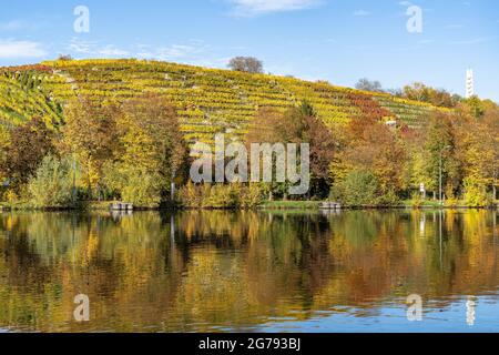 Vineyard at hillside of river Neckar, Stuttgart, Germany - grapevines ...