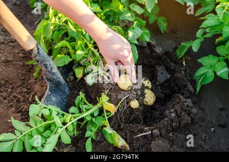Farmer holds freshly picked potatoes in the field. Harvesting, harvest. Organic vegetables. Agriculture and farming. Potato. Selective focus. Stock Photo
