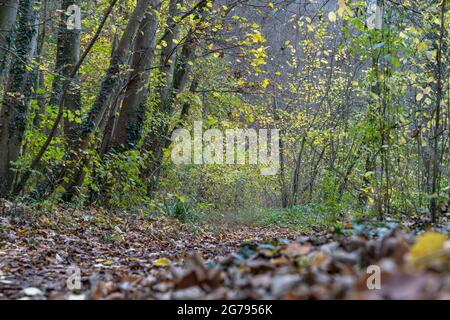 Europe, Germany, Baden-Wuerttemberg, Remstal, Neckarrems, deciduous forest path on the banks of the Rems in the Lower Remstal Stock Photo
