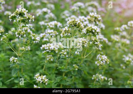 White flowers of oregano as a variety of the genus Oregano are a spicy-aromatic and medicinal plant. Stock Photo