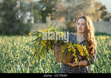 Beautiful yellow mimosa flowers in wicker box in hands of young woman on sunset nature sunset background Stock Photo