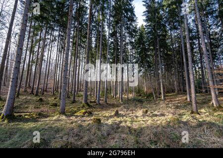 Europe, Germany, Baden-Wuerttemberg, Schönbuch region, idyllic forest scene in Schönbuch Stock Photo