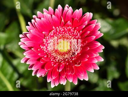 Close up of a pink Gerbera Daisy with a yellow center and a nice blurred green background. Stock Photo