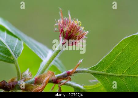 Female flower of Fagus sylvatica Stock Photo - Alamy