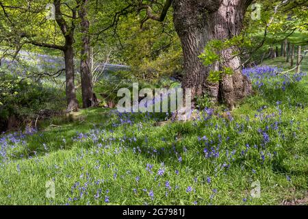 Bluebells in ancient woodland on the North York Moors Stock Photo