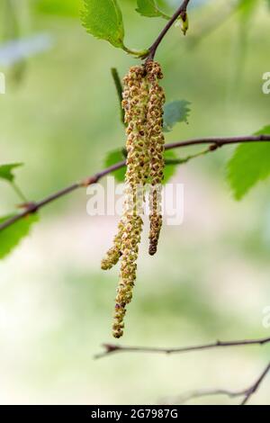 Betula pubescens male flower Stock Photo