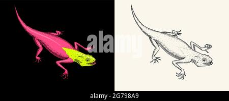 Lizard or gecko or agama. Exotic reptiles or blue snakes, Red mountain, Sinai Rainbow agama. Wild animals in nature. Engraved hand drawn. Stock Vector