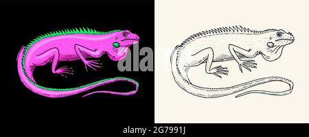 American green iguana. Lizard or exotic reptiles. Wild animals in nature. Engraved hand drawn. Stock Vector