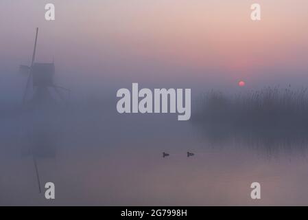 Impressions of a spring hike at sunrise and fog in South Holland in the Alblasserwaard Vijfheerenlanden region near Kinderdijk: windmill at sunrise and fog. Stock Photo