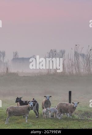 Impressions of a spring hike at sunrise and fog in South Holland in the Alblasserwaard Vijfheerenlanden region near Kinderdijk: sheep and lambs in a polder pasture. Looking at the camera Stock Photo