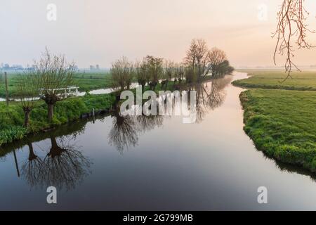 Impressions of a spring hike at sunrise and fog in South Holland in the Alblasserwaard Vijfheerenlanden region near Kinderdijk: Pollard willows are reflected in the water Stock Photo