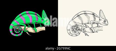 Chameleon Lizard, American green iguana, exotic reptiles. Wild animals in nature. Engraved hand drawn. Stock Vector