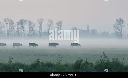 Impressions of a spring hike at sunrise and fog in South Holland in the Alblasserwaard Vijfheerenlanden region near Kinderdijk: cows in a row. Stock Photo