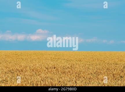 ripe wheat on field against blue summer sky Stock Photo