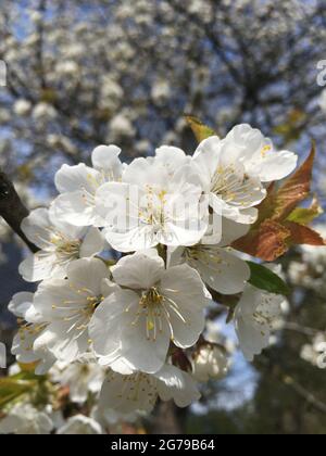 Sour cherry blossom Stock Photo