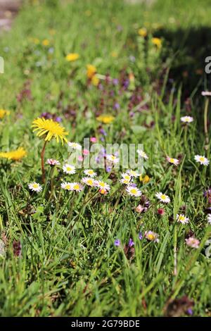 Colorful spring meadow, flower meadow with daisies (Bellis perennis) and common dandelions (Taraxacum sect. Ruderalia Stock Photo