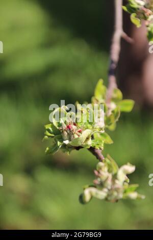 Branch of an apple tree shortly before blooming, Germany, Bavaria, Upper Bavaria, Mittenwald Stock Photo