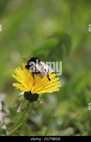 Bumblebee (Bombus sp.), On dandelion flower (Taraxacum sp.), Feeding Stock Photo