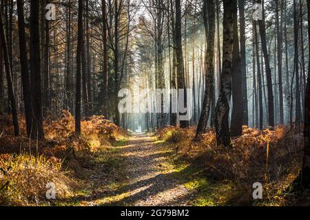 Forest path in autumn mood with falling leaves Stock Photo
