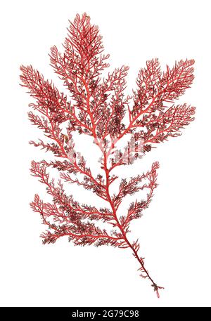 Plocamium cartilagineum (Linnaeus) PS Dixon, red alga (Florideophyceae) Stock Photo