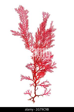 Plocamium cartilagineum (Linnaeus) PS Dixon, red alga (Florideophyceae) Stock Photo