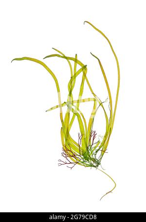 Scytosiphon lomentaria (Lyngbye) Link, Brown Alga (Phaeophyceae) Stock Photo