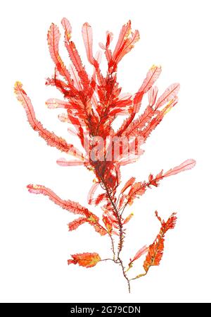Phycodrys rubens (Linnaeus) Batters, Red Alga (Rhodophyceae) Stock Photo