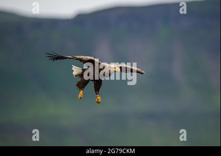 White Tailed Sea Eagle catching fish Stock Photo