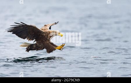 White Tailed Sea Eagle catching fish Stock Photo