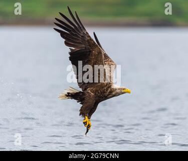 White Tailed Sea Eagle catching fish Stock Photo