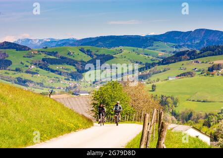 Weistrach, mountain biker on narrow road, farmhouses, meadow, blooming pear trees in Mostviertel region, Niederösterreich / Lower Austria, Austria Stock Photo