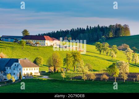 Waidhofen an der Ybbs, farmhouses, blooming pear trees, meadow in Mostviertel region, Niederösterreich / Lower Austria, Austria Stock Photo
