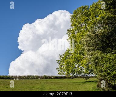 Sycamore tree and billowing cumulus cloud - Somerset UK Stock Photo