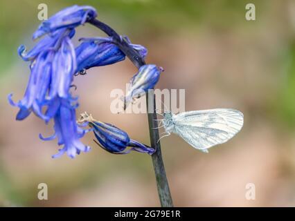 Wood white butterfly Leptidea sinapsis of the spring brood at rest on bluebell in Haugh Woods in Herefordshire UK Stock Photo