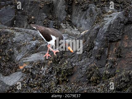Oystercatcher Haematopus ostralegus scouring sea cliffs at low tide for food on the coast of Pembrokeshire South Wales UK Stock Photo