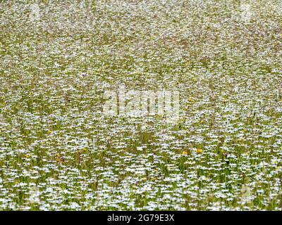 Oxfordshire meadow filled with Oxeye Daisy Leucanthemum vulgare UK Stock Photo