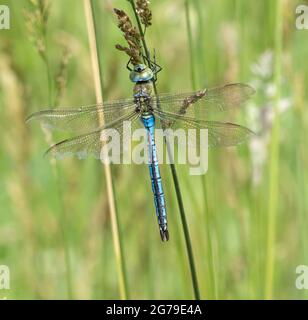Male Emperor Dragonfly Anax imperatorresting on pondside vegetation - Somerset UK Stock Photo