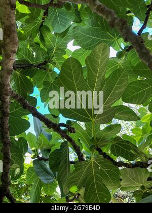 background with closeup fig tree in summer with unripe fruits Stock Photo