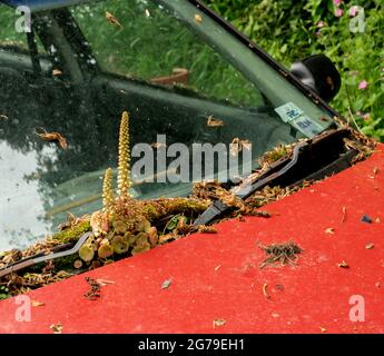 Wall Pennywort growing on the windscreen of an abandoned car - Wales UK Stock Photo