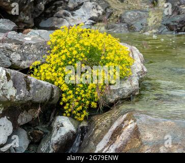 Yellow Saxifrage Saxifraga aizoides growing by a mountain stream at Honister in the English Lake District UK Stock Photo