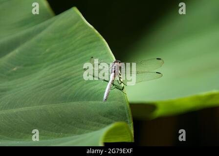 Adult male Julia Skimmer dragonfly (Orthetrum julia falsum) resting on bright green leaf. Hazyview, Mpumalanga Province, South Africa. Stock Photo