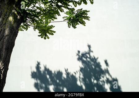 Shadows of tree and leaves on a white wall. Copy space. Stock Photo