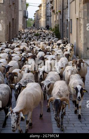 A shepherd and his flock of sheep during the transhumance towards the Pyrenees. Passing inside Santa Eulàlia de Puig-oriol, Lluçanès, Barcelona, Spain Stock Photo