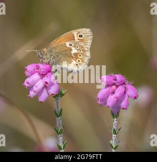 Large Heath male Coenonympha tullia feeding on Cross-leaved Heath its favoured nectar flower at Meathop Moss in Cumbria UK Stock Photo