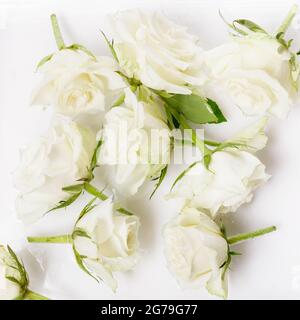 Beautiful flying white roses flowers in water background, creative floral layout, horizontal. Stock Photo