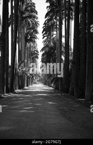 Avenue of royal palm trees (Roystonea oleracea palms) at the Jardim Botanico (Botanical Garden), located at the Jardim Botânico district in the South Zone of Rio de Janeiro, Brazil